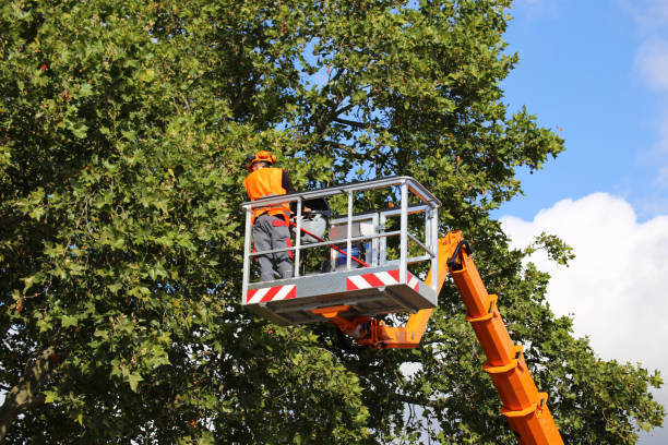 How Our Tree Care Process Works  in Washougal, WA